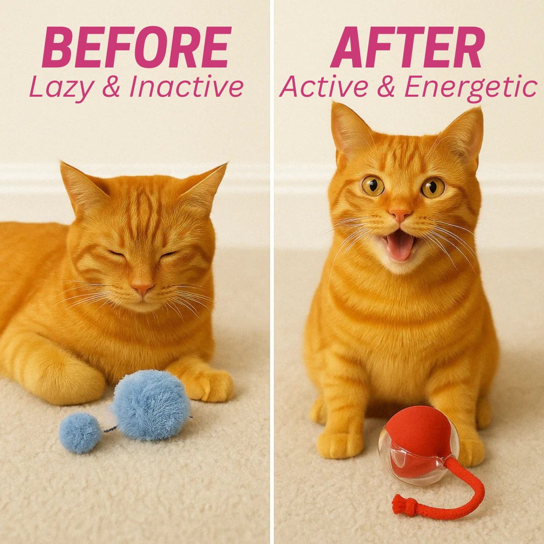 MIMO SPEEDY PET TOY 2.0
